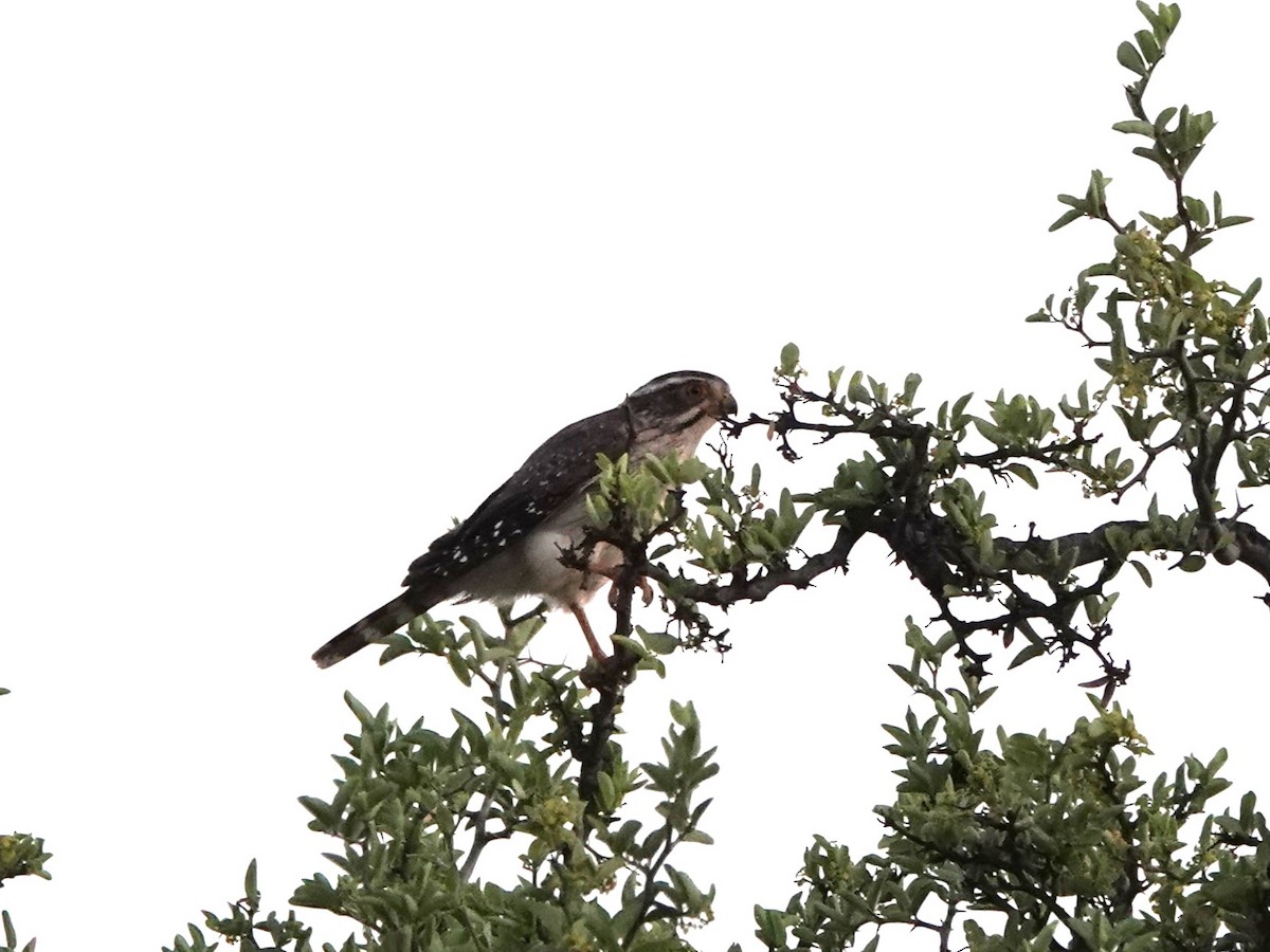 Spot-winged Falconet - ML645432389