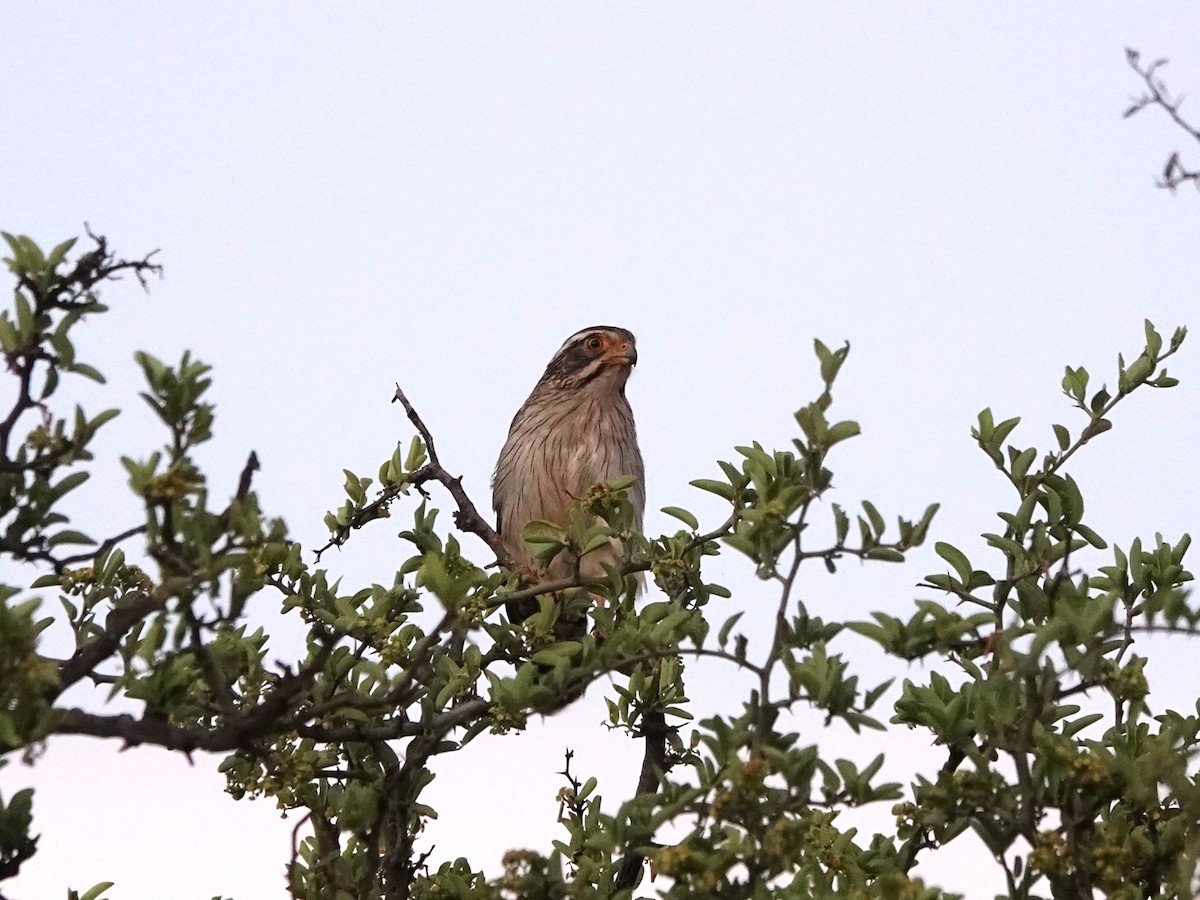 Spot-winged Falconet - ML645432390