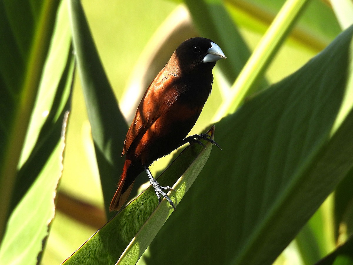 Chestnut Munia - ML645432394