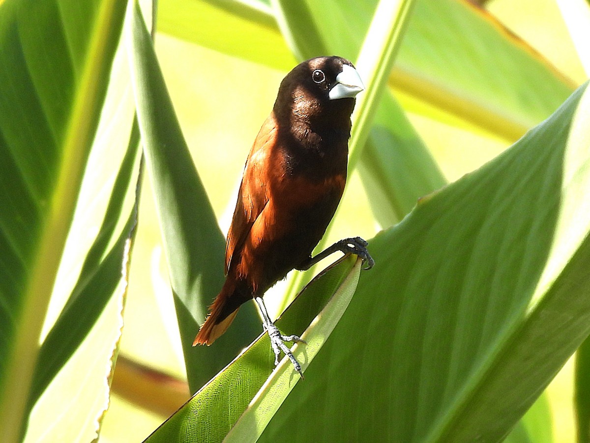 Chestnut Munia - ML645432397