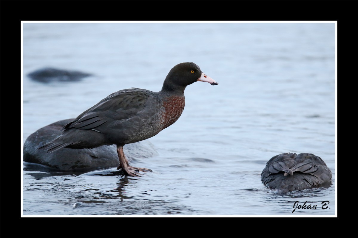 Blue Duck - ML645432405