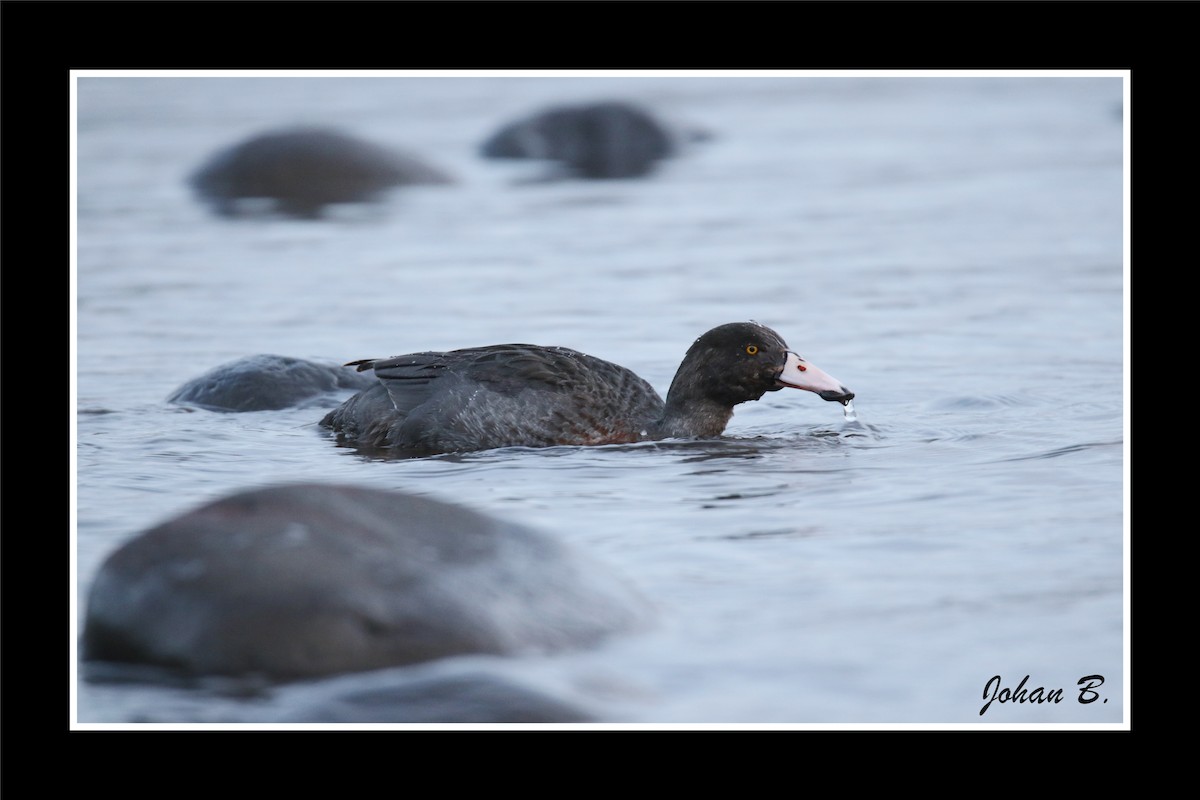 Blue Duck - ML645432406