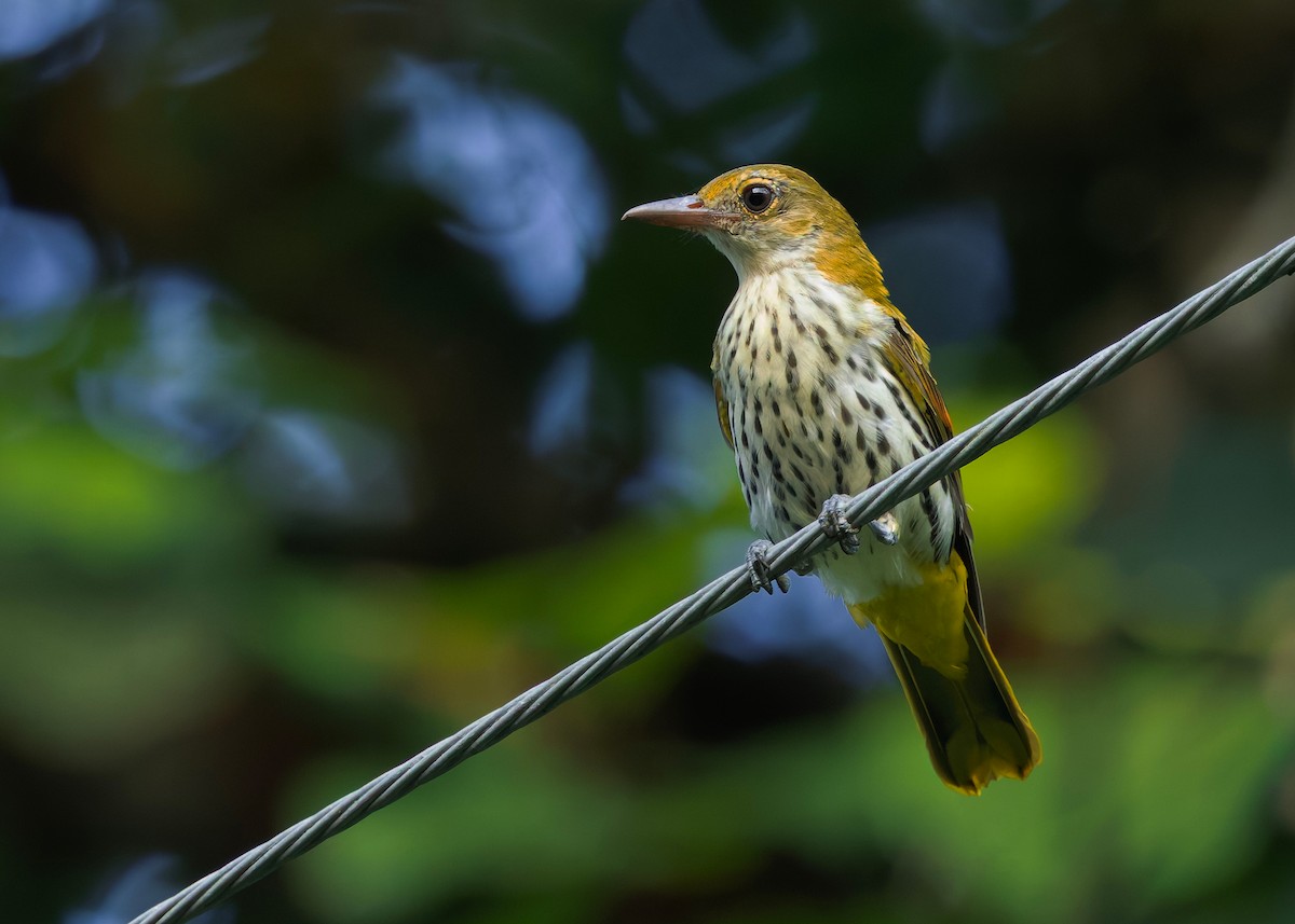 Dark-throated Oriole - ML645432425