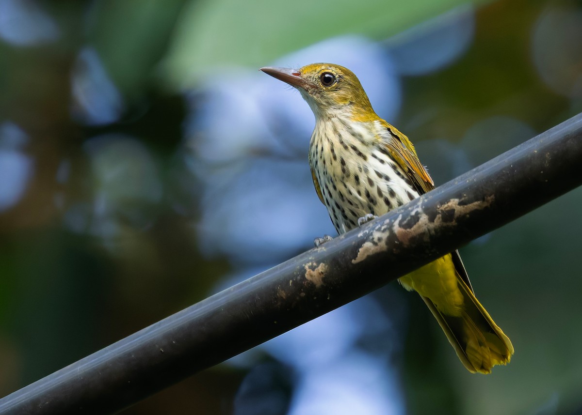 Dark-throated Oriole - ML645432426