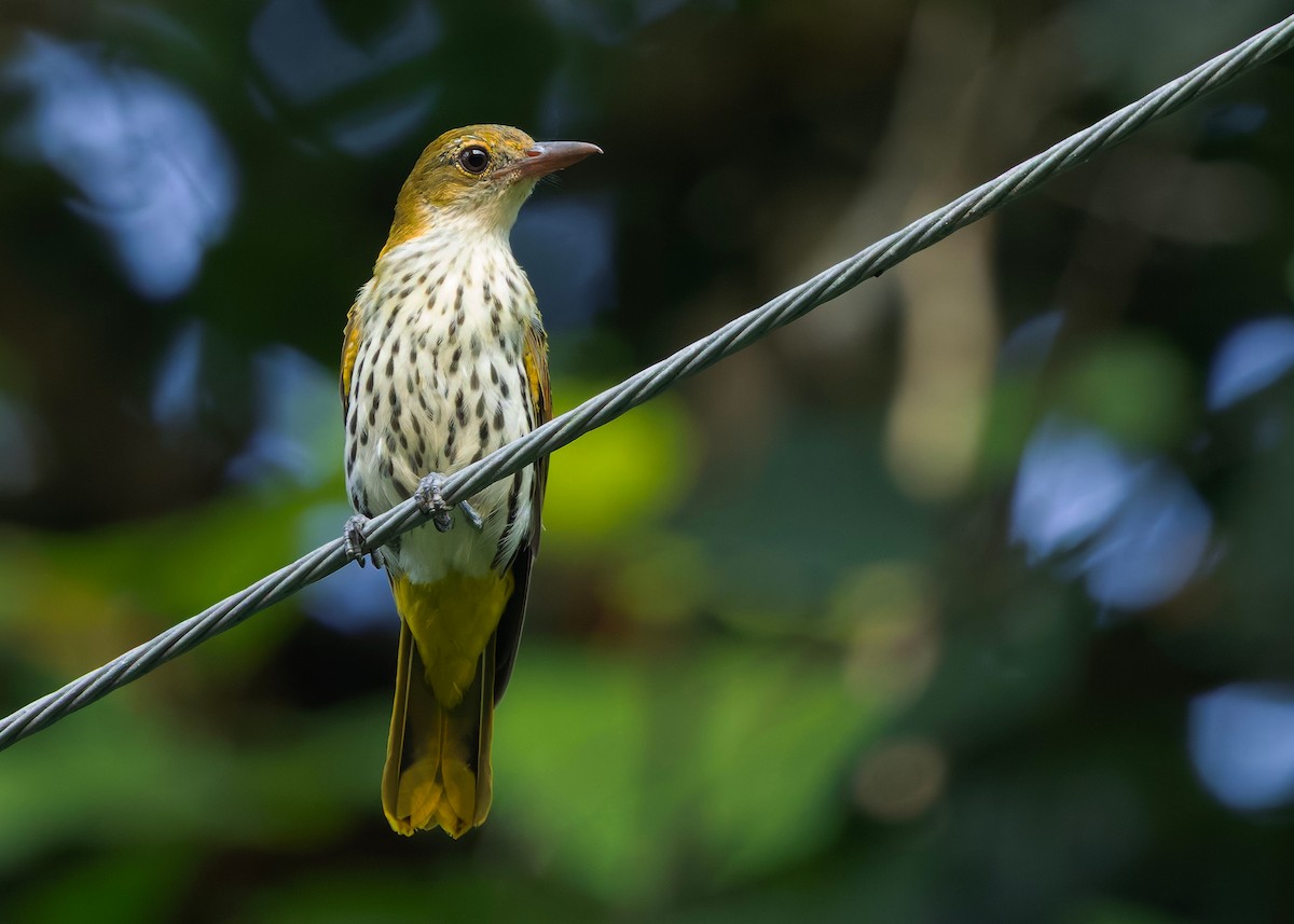 Dark-throated Oriole - ML645432427