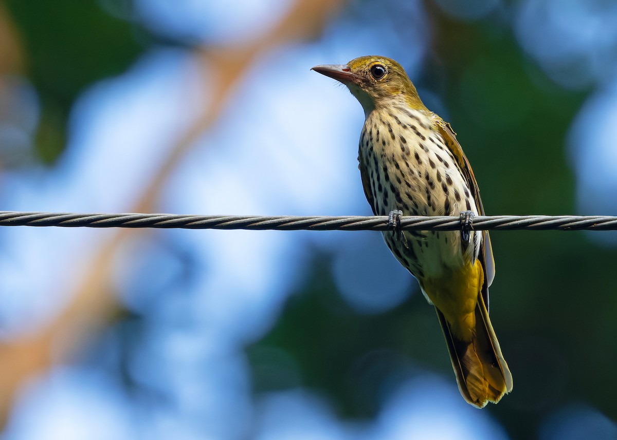 Dark-throated Oriole - ML645432428