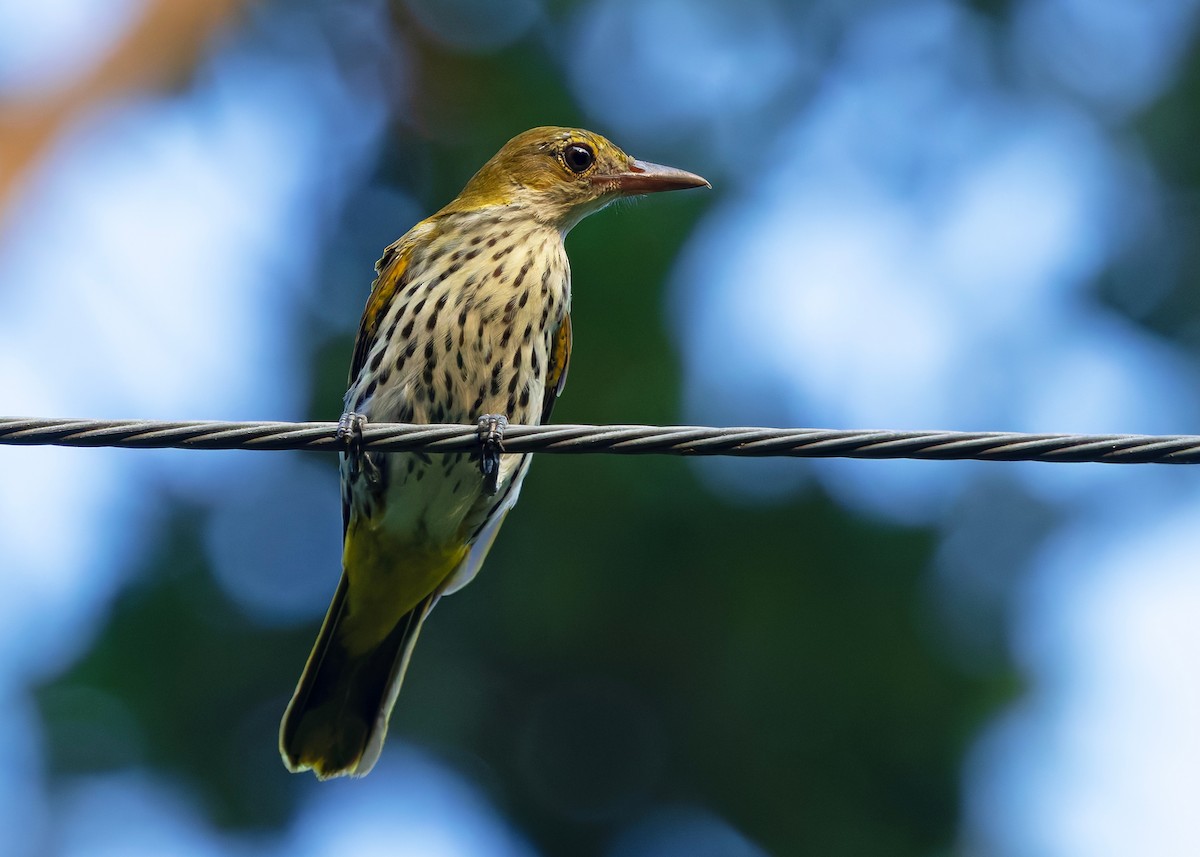 Dark-throated Oriole - ML645432429