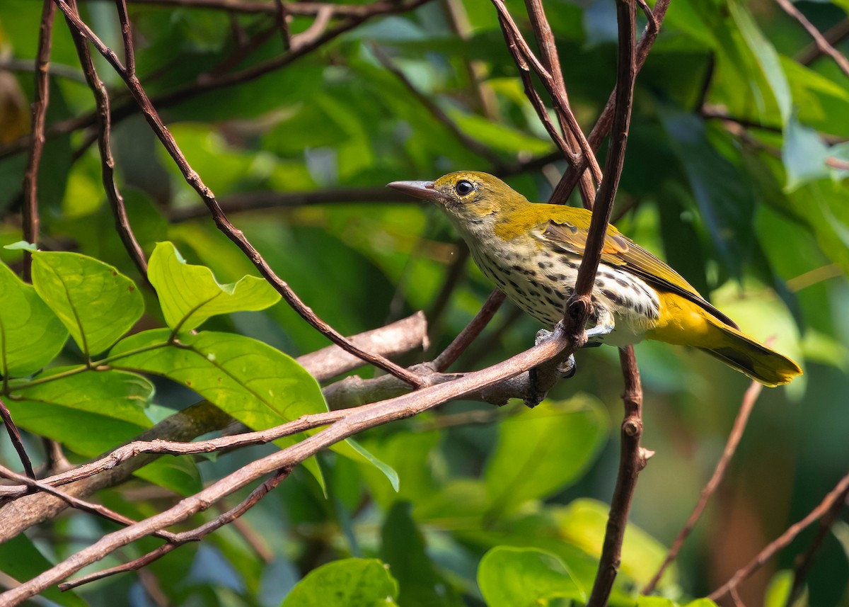 Dark-throated Oriole - ML645432430