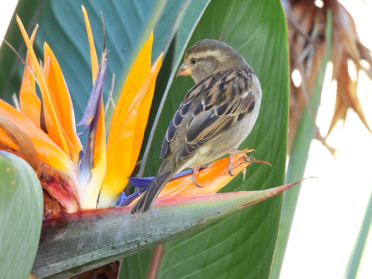 Gorrión Común - ML645432435