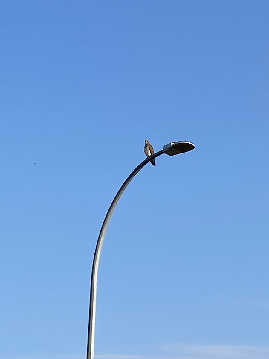 Свенсонов канюк - ML645432443