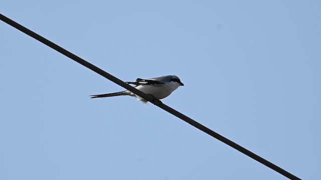 Chinese Gray Shrike - ML645432455