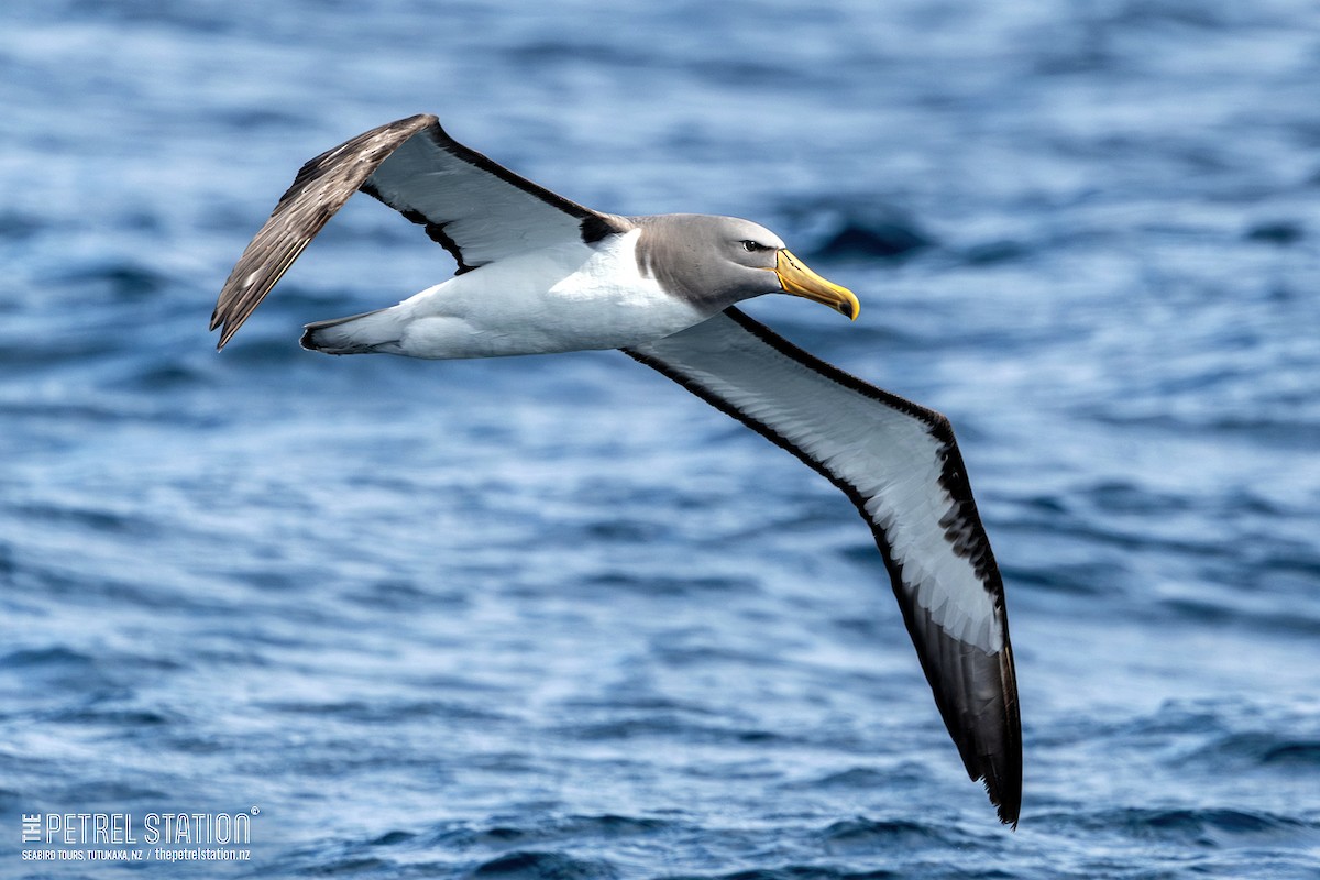 Chatham Albatross - ML645432456