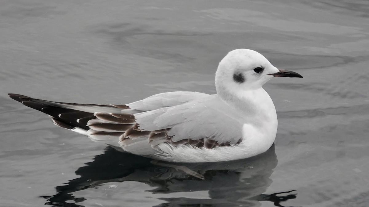 Мартин канадський - ML645432477