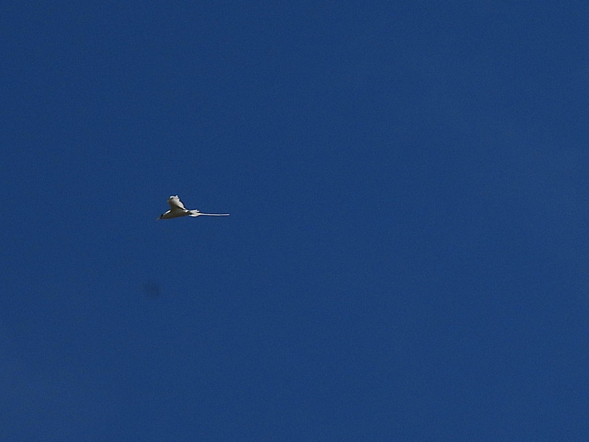 White-tailed Tropicbird - ML645432488