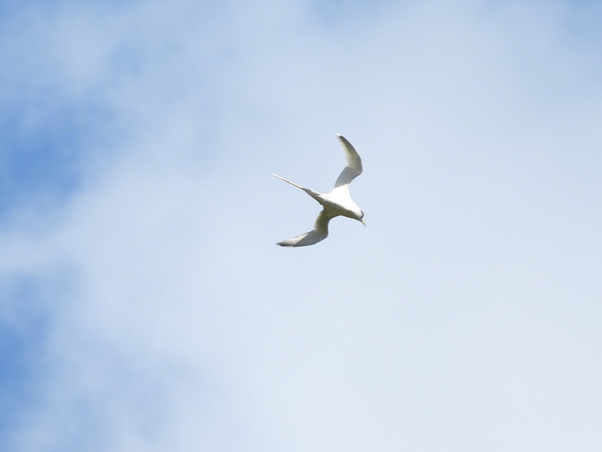 White-tailed Tropicbird - ML645432489