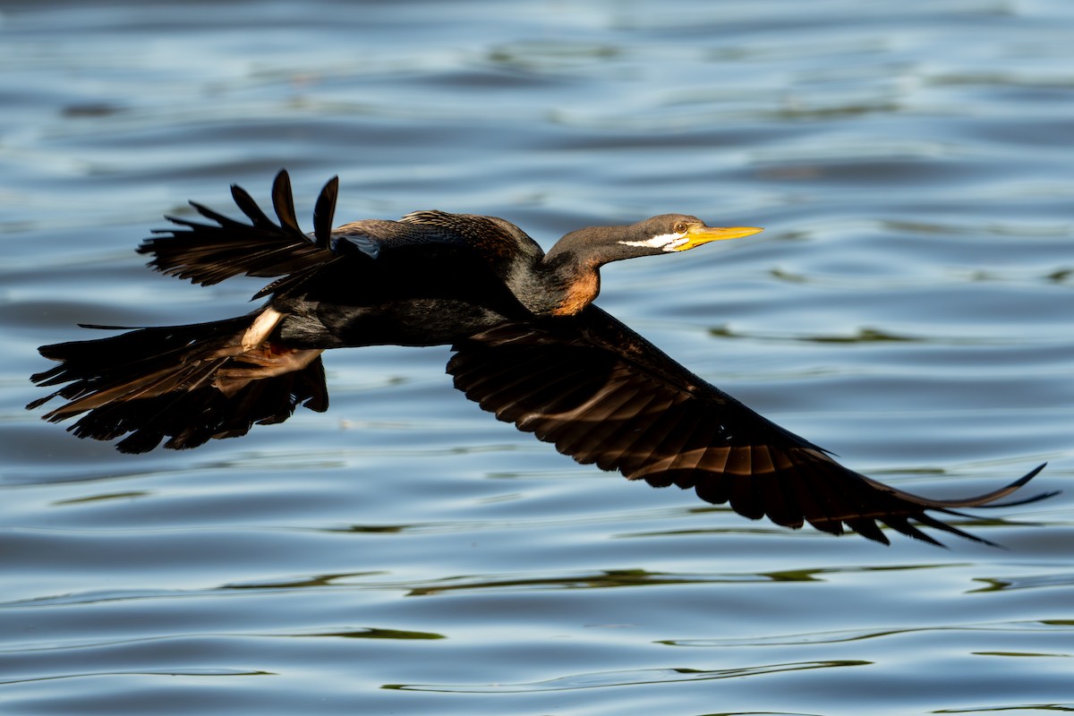 Australasian Darter - ML645432490