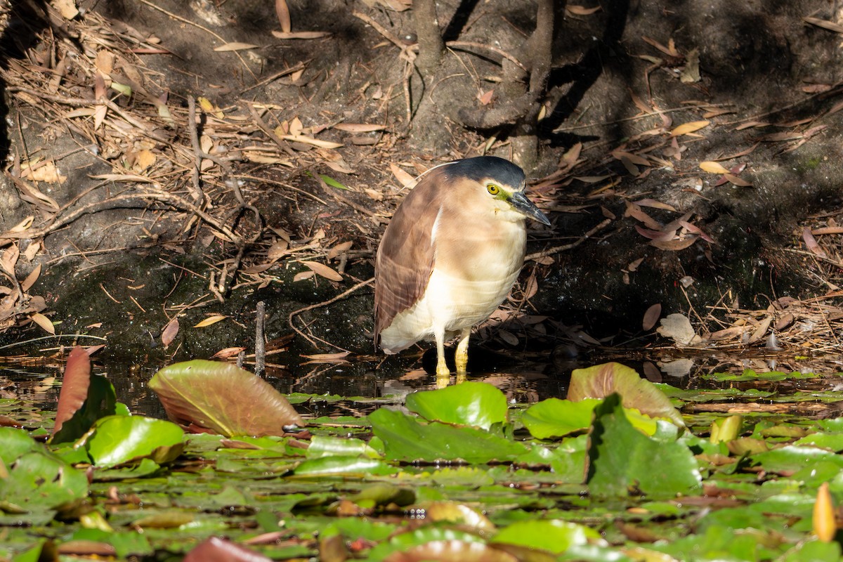 Nankeen Night Heron - ML645432493