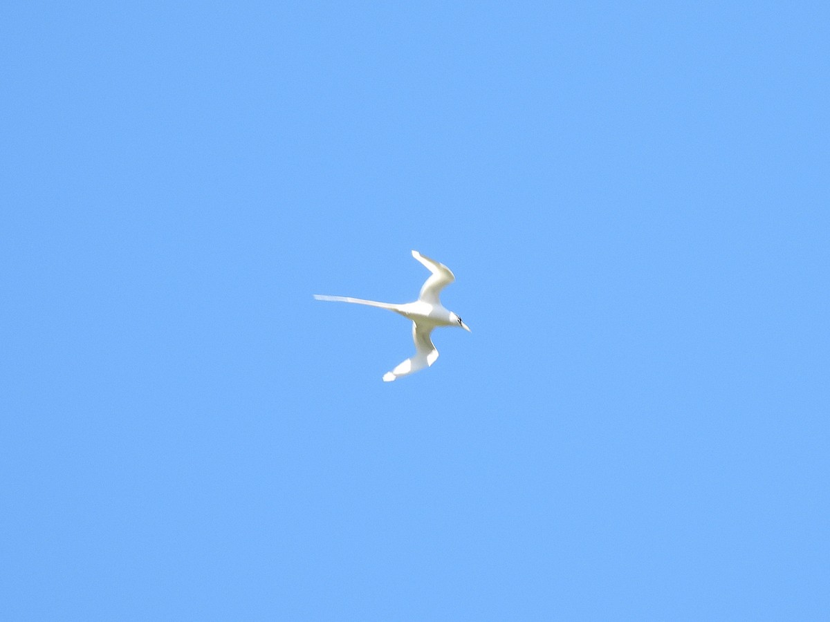 White-tailed Tropicbird - ML645432494