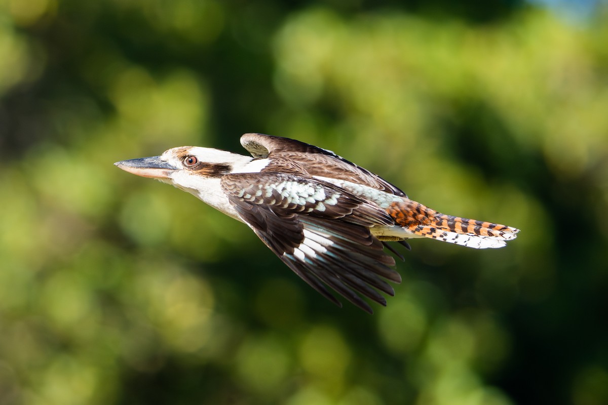 Laughing Kookaburra - ML645432496