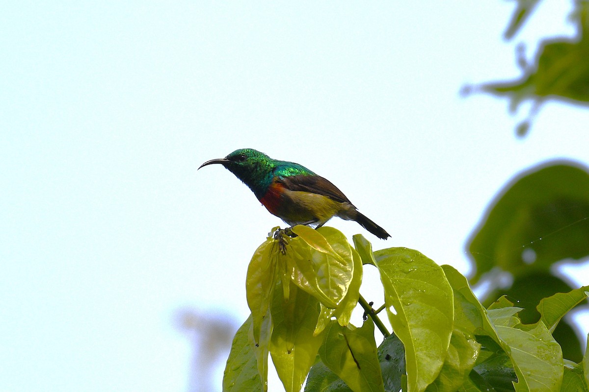 Zeytuni Karınlı Nektarkuşu - ML645432497