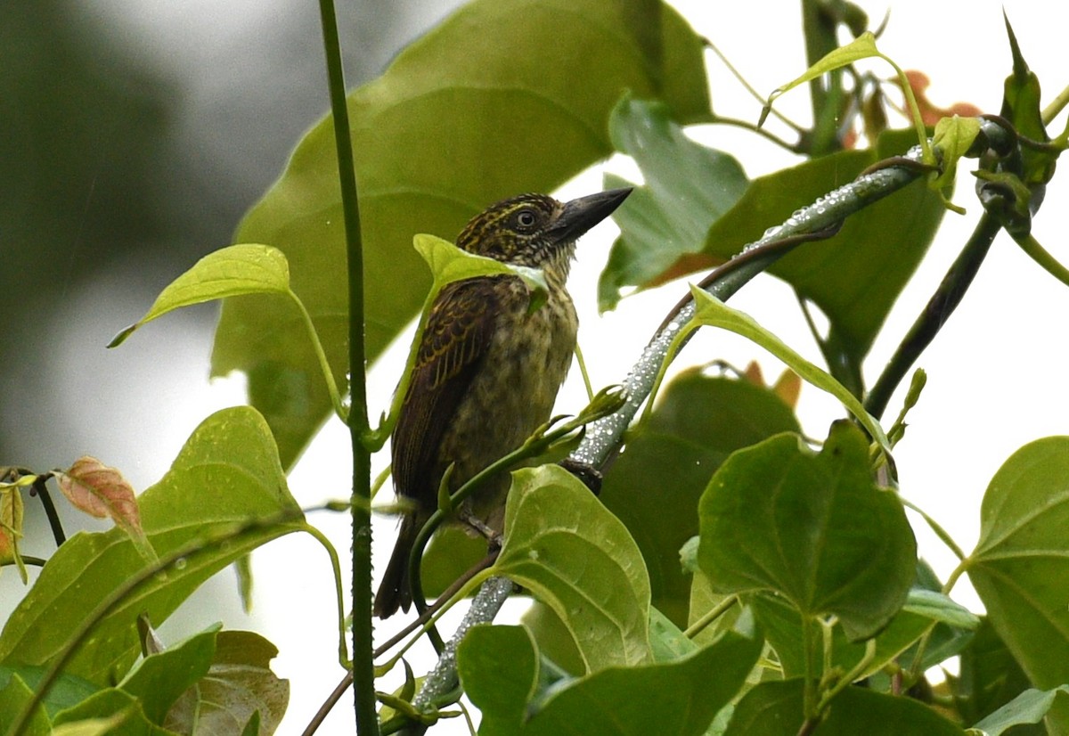 Benekli Cüce Barbet - ML645432498