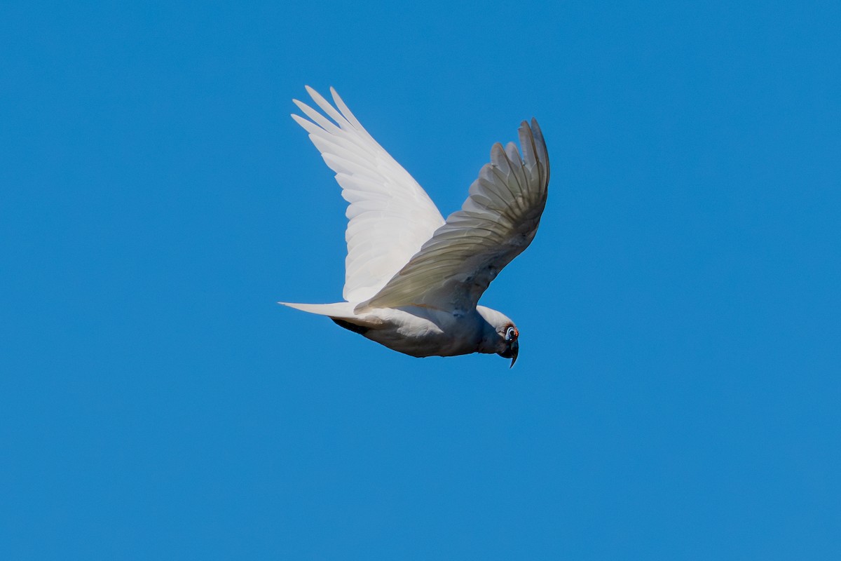 Long-billed Corella - ML645432499