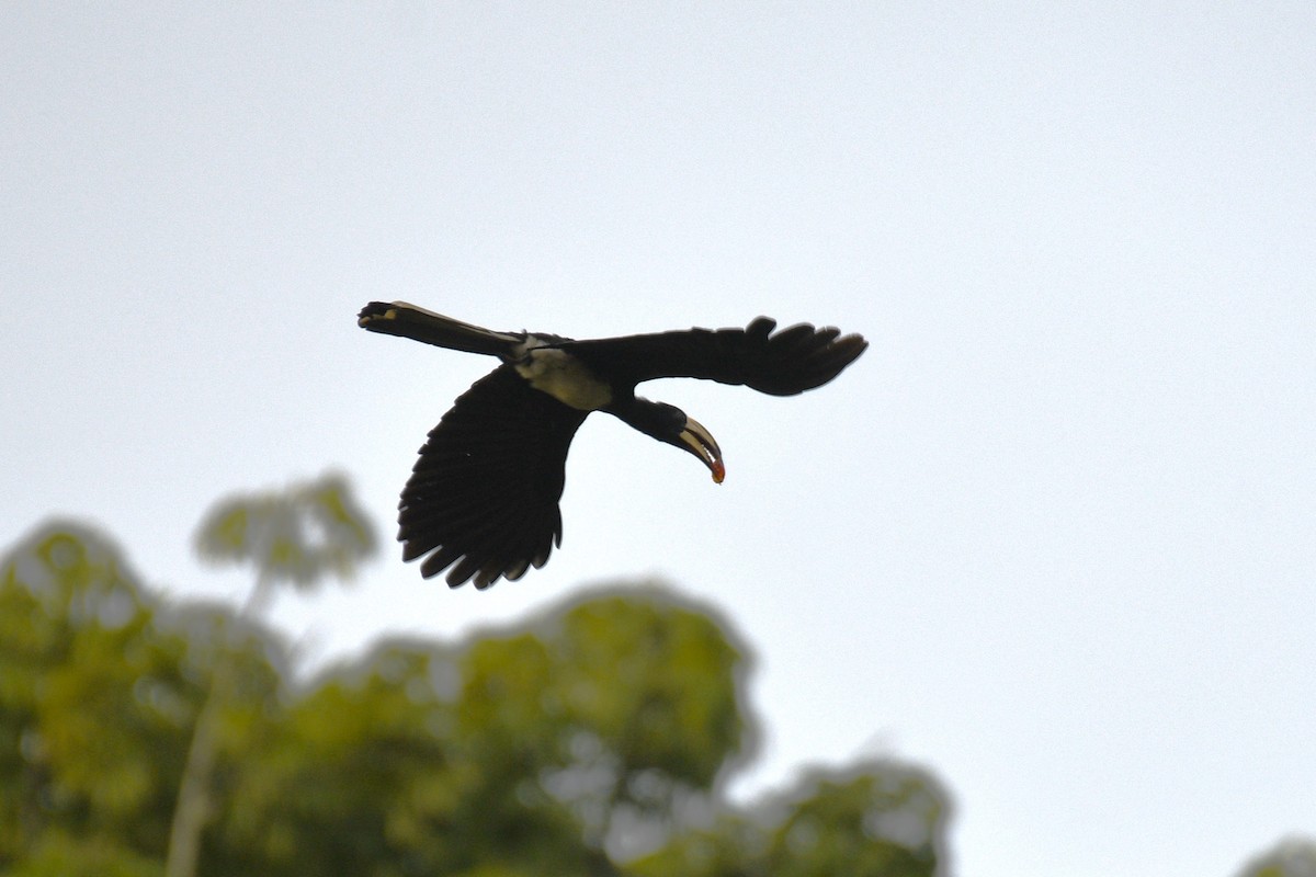 Kongo Alaca Boynuzgagası - ML645432501