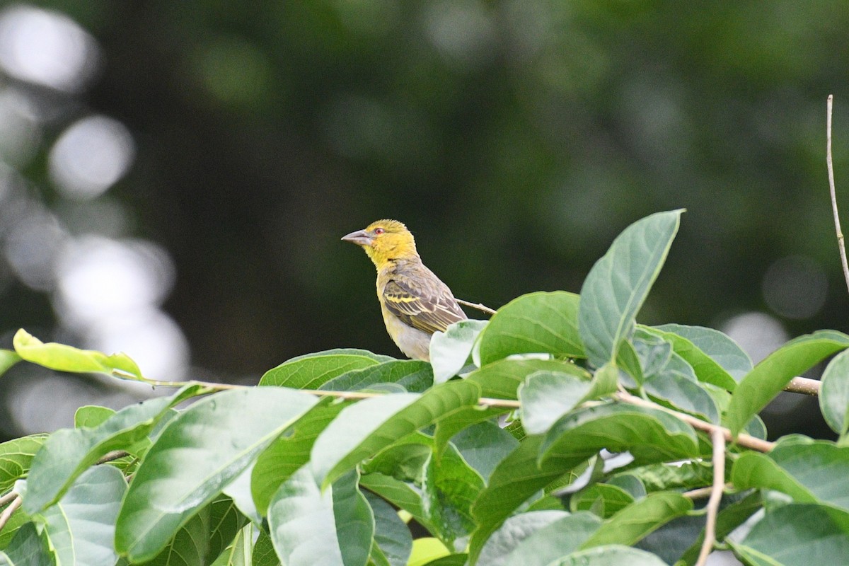 Köy Dokumacısı - ML645432516