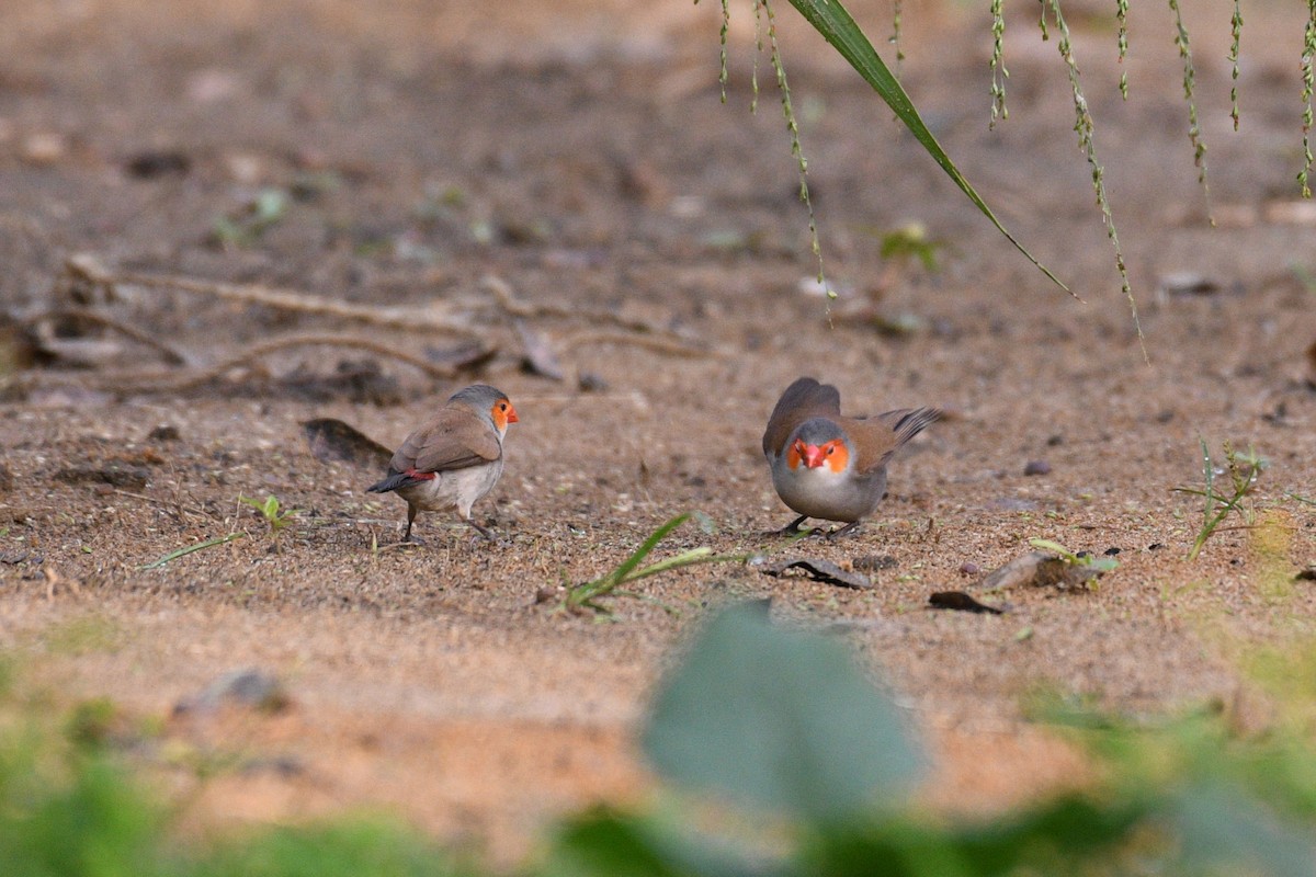 Al Yanaklı Mumgaga - ML645432525