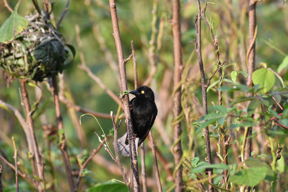 Kara Dokumacı - ML645432527