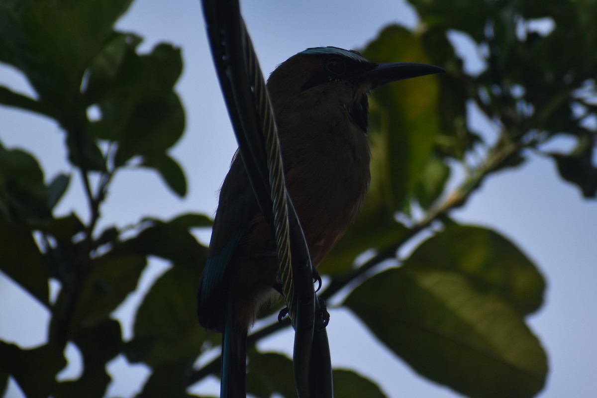 Момот рудочеревий - ML645432533