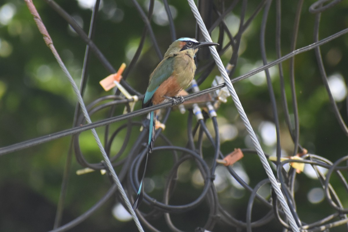 Момот рудочеревий - ML645432534