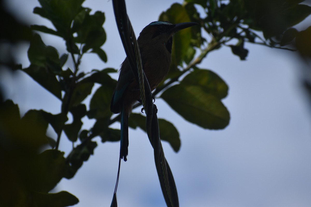 Момот рудочеревий - ML645432535