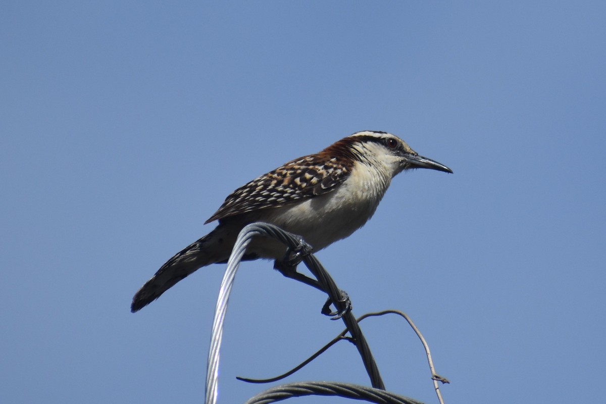 Rufous-backed Wren - ML645432539