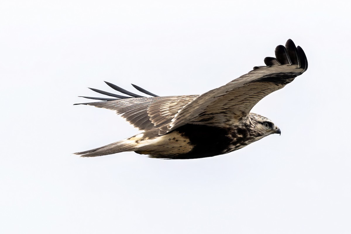 毛足鵟 - ML645432547