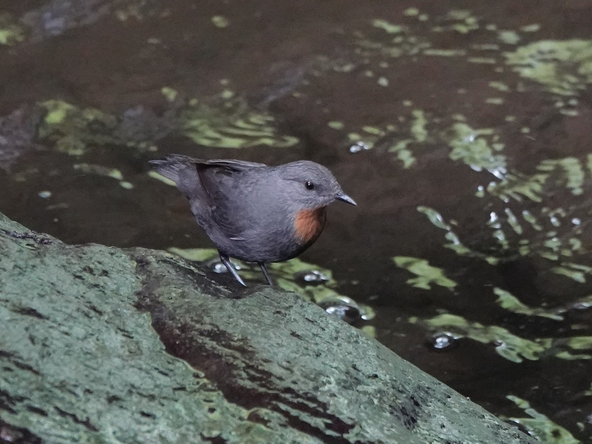 Rufous-throated Dipper - ML645432567