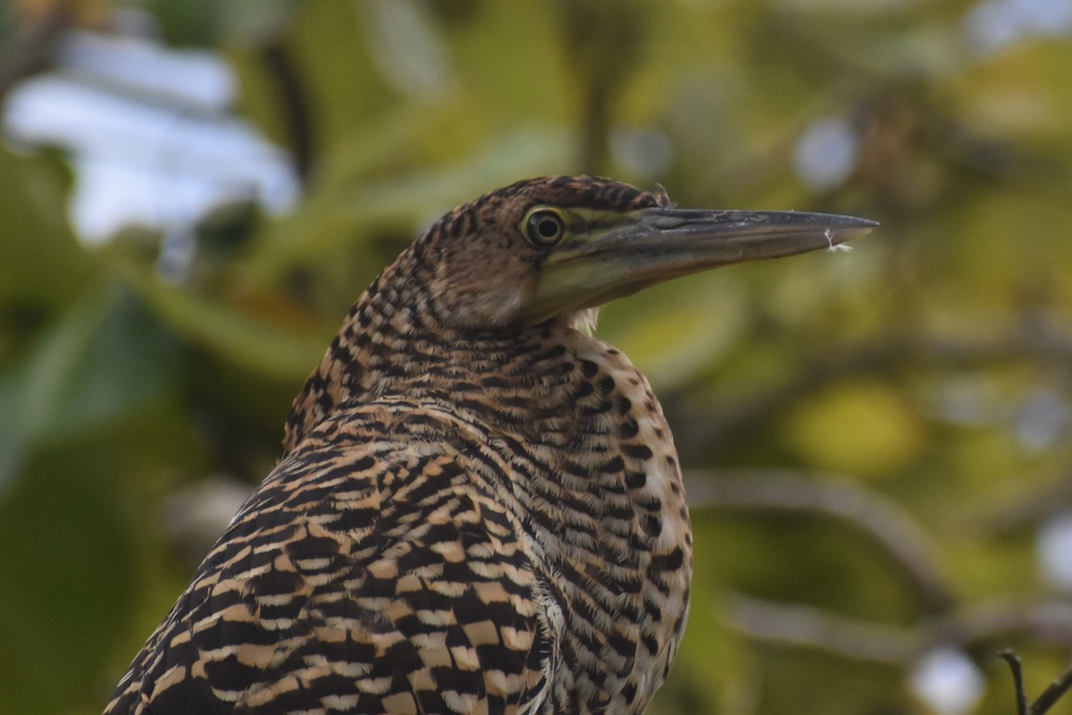 Bare-throated Tiger-Heron - ML645432572
