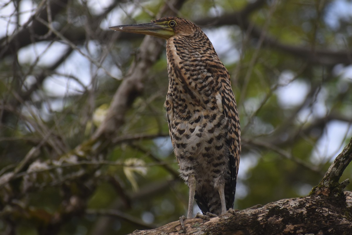 Bare-throated Tiger-Heron - ML645432573