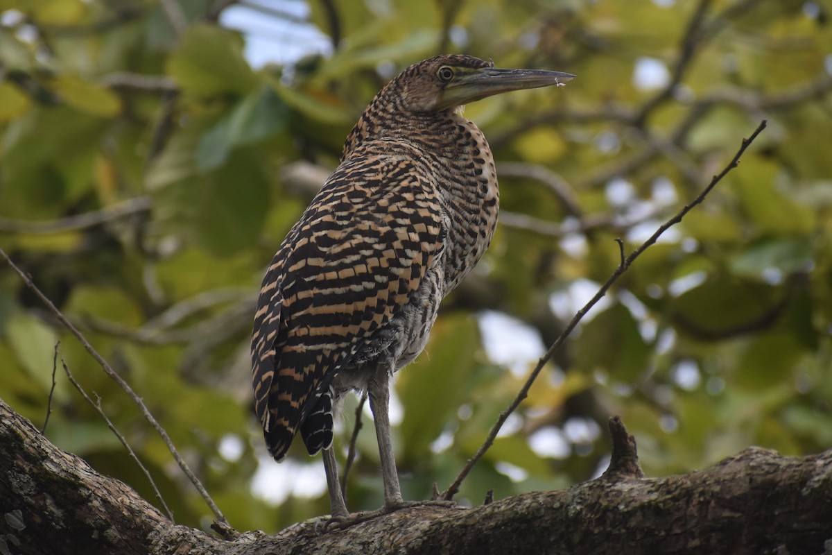 Bare-throated Tiger-Heron - ML645432574