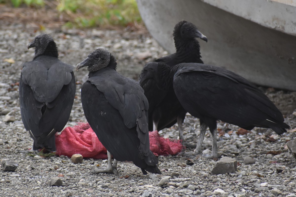Black Vulture - ML645432588