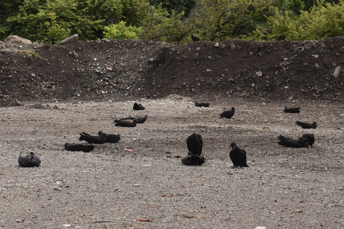 Black Vulture - ML645432589