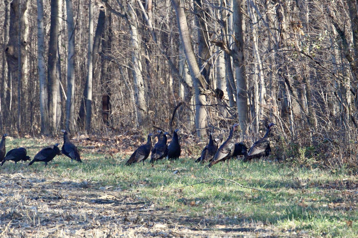 シチメンチョウ - ML645432605