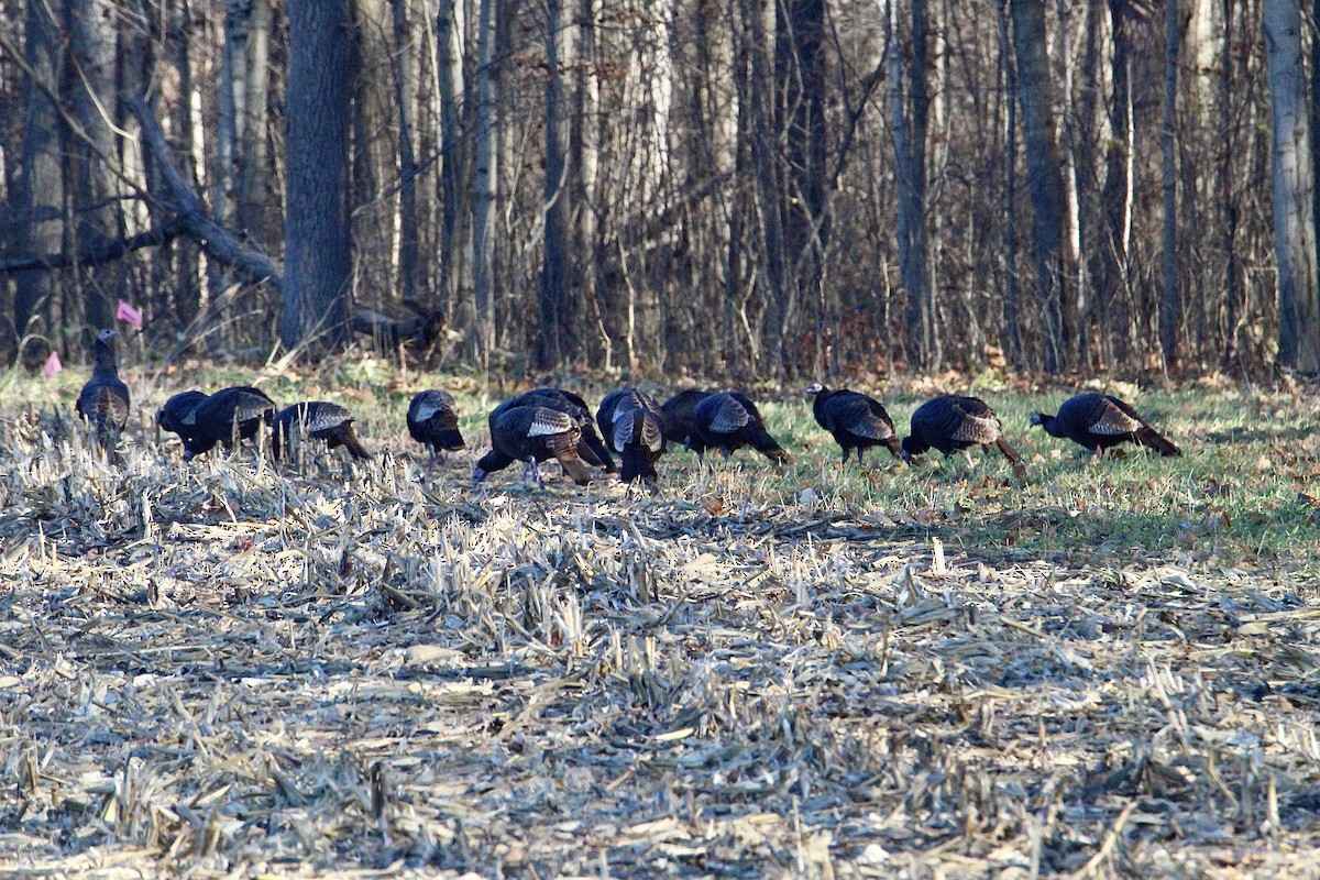シチメンチョウ - ML645432607