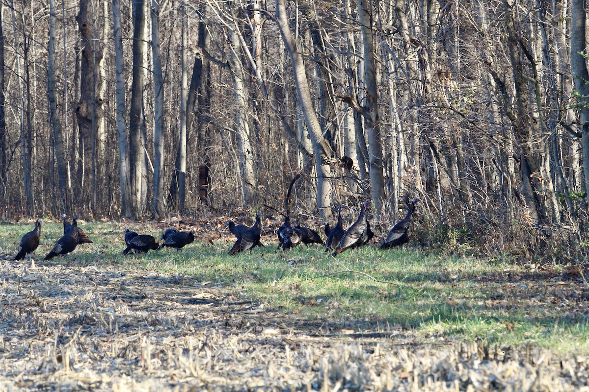 シチメンチョウ - ML645432608