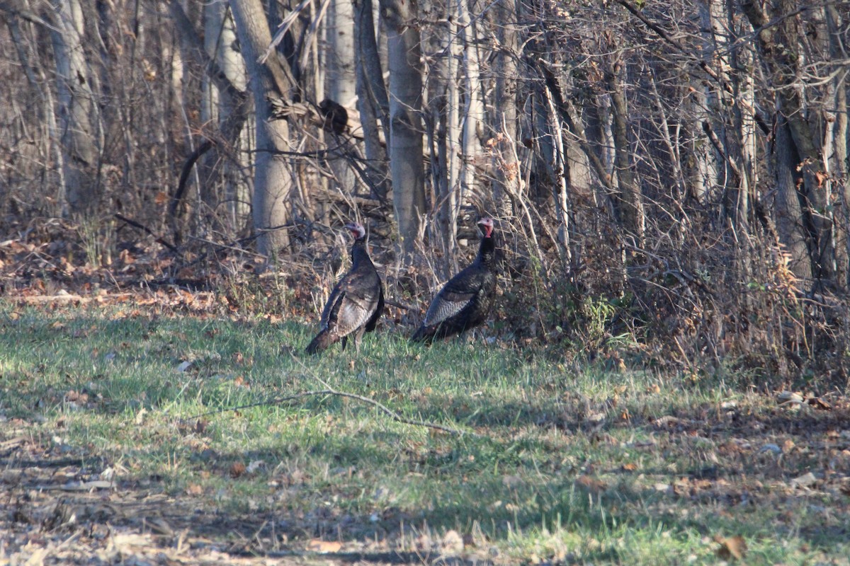 シチメンチョウ - ML645432609