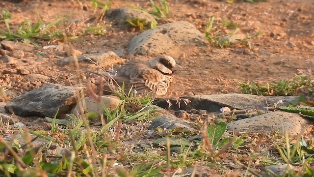 Ashy-crowned Sparrow-Lark - ML645432658