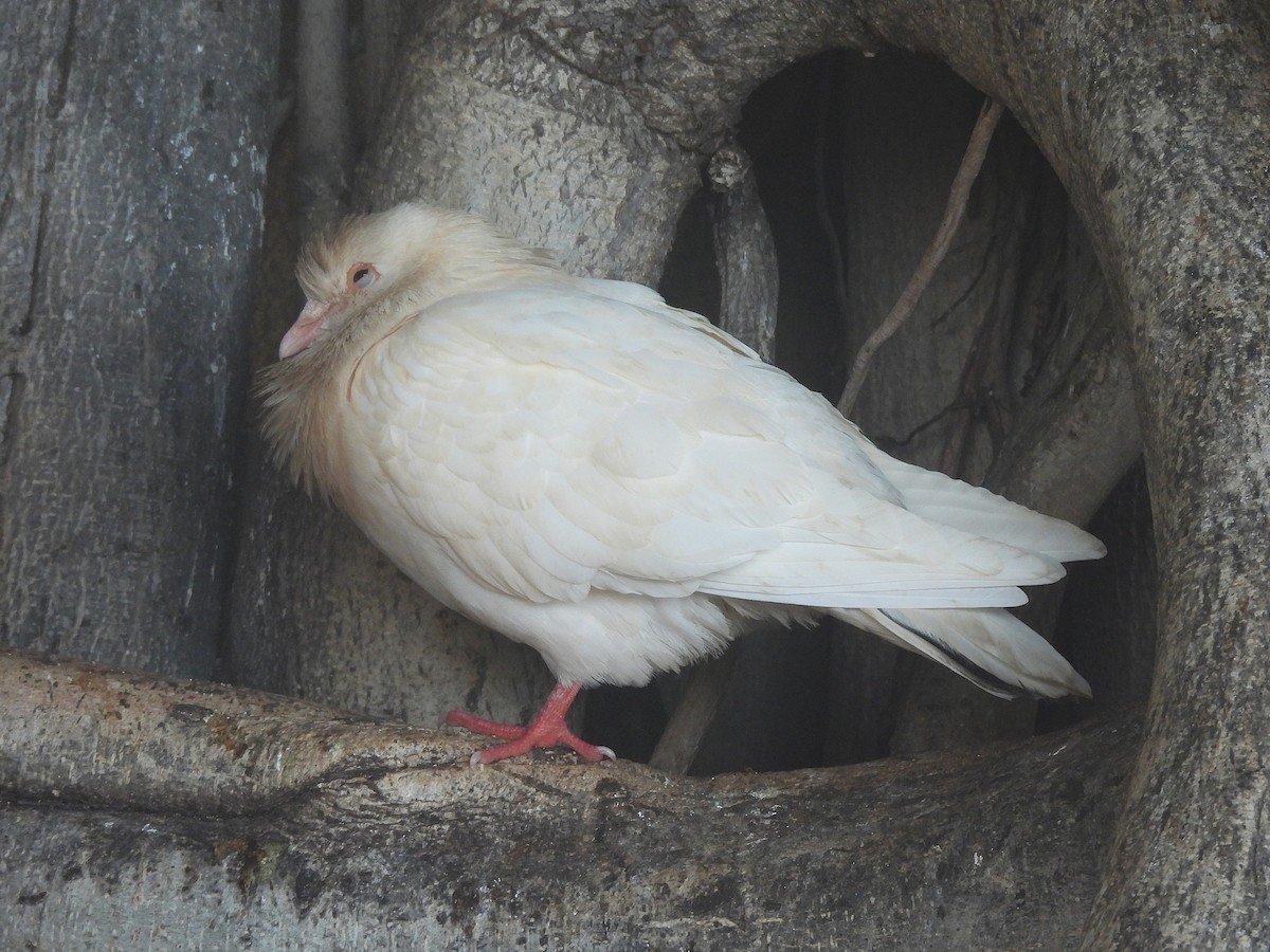 Haitz-usoa (etxekoa) - ML645432663