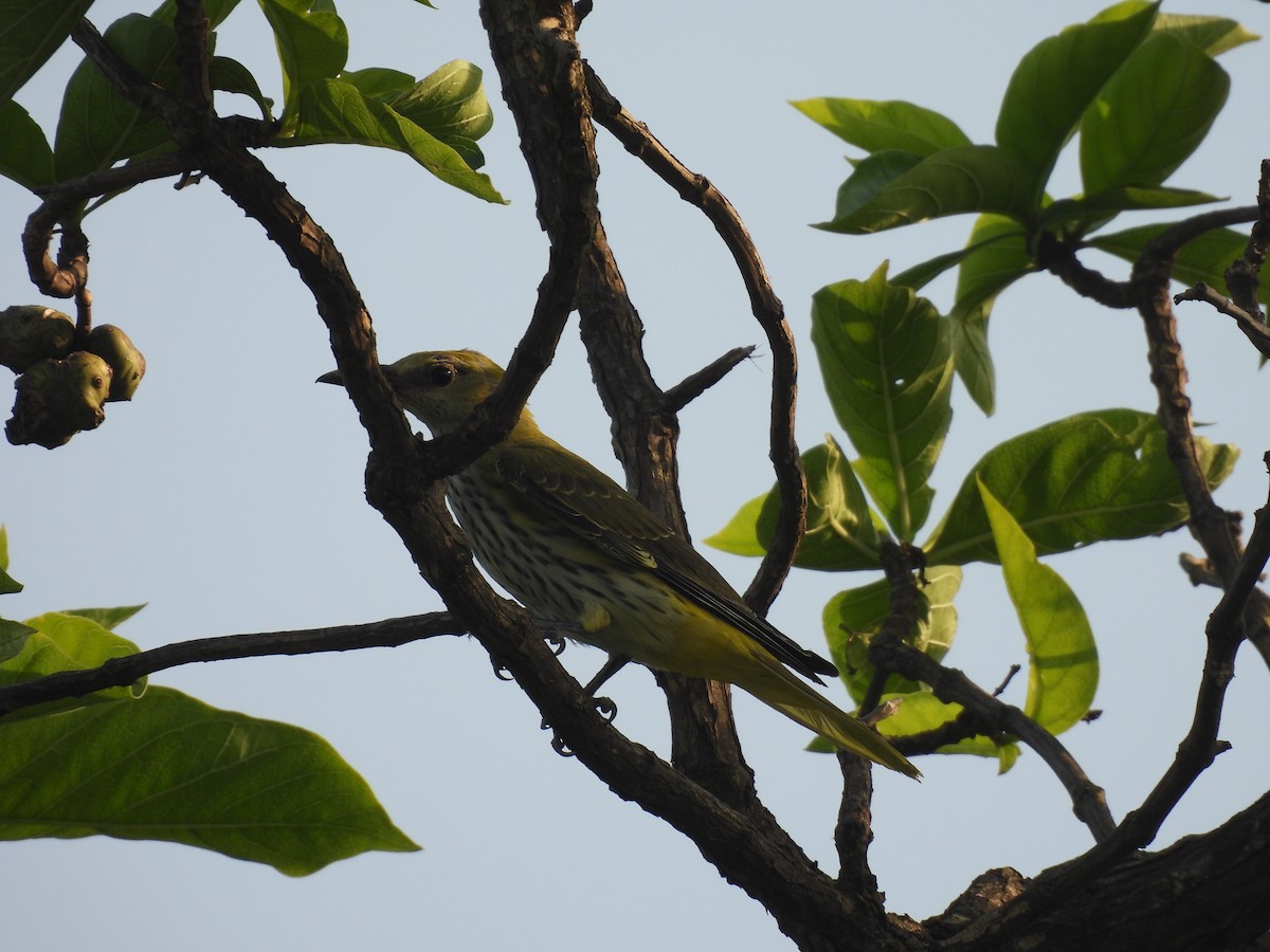 Indian Golden Oriole - ML645432672