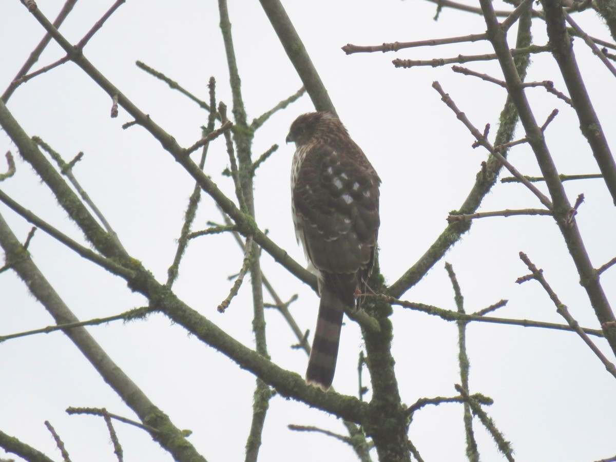 Cooper Atmacası - ML645432686