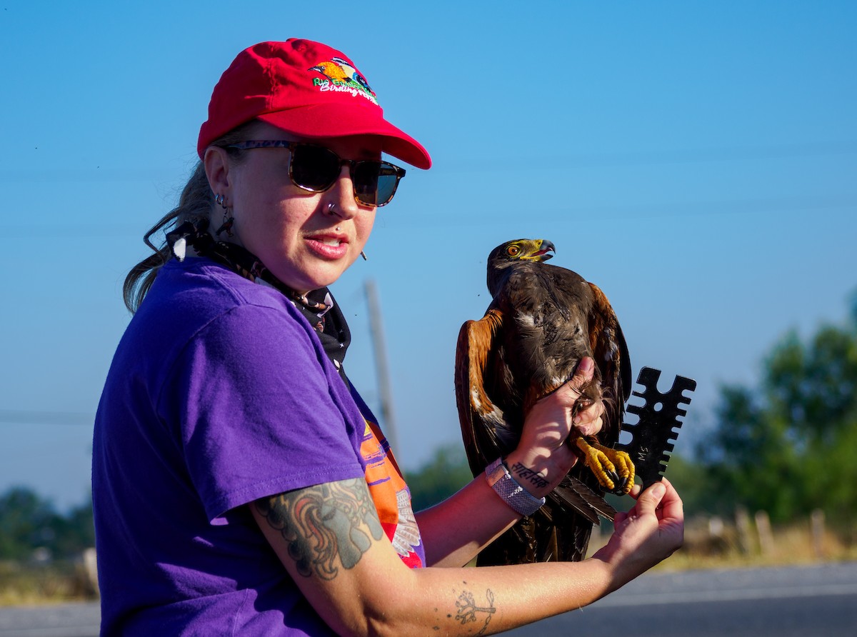 Harris's Hawk - ML645432687